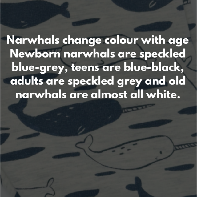 Narwhal Sweatpants